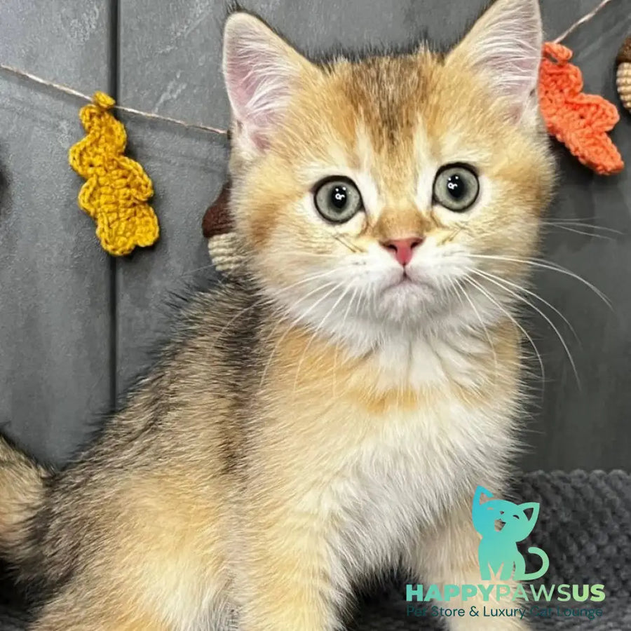 Quill Scottish Straight male black golden ticked tabby - live animals