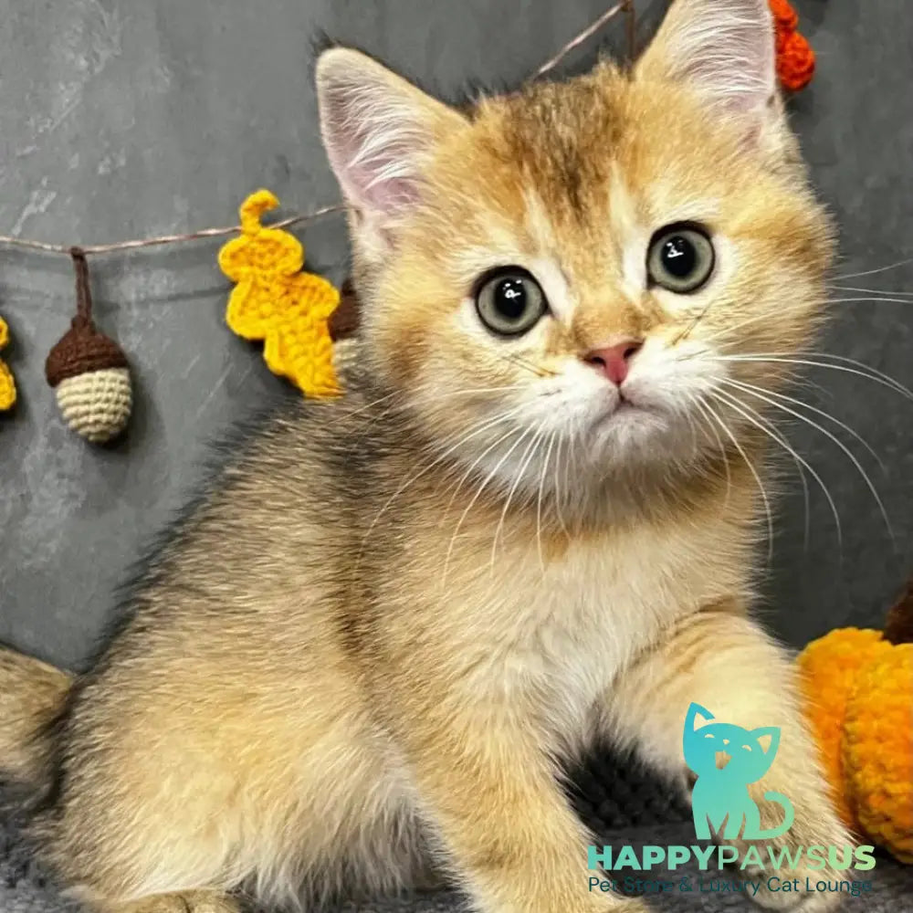 Quill Scottish Straight male black golden ticked tabby - live animals