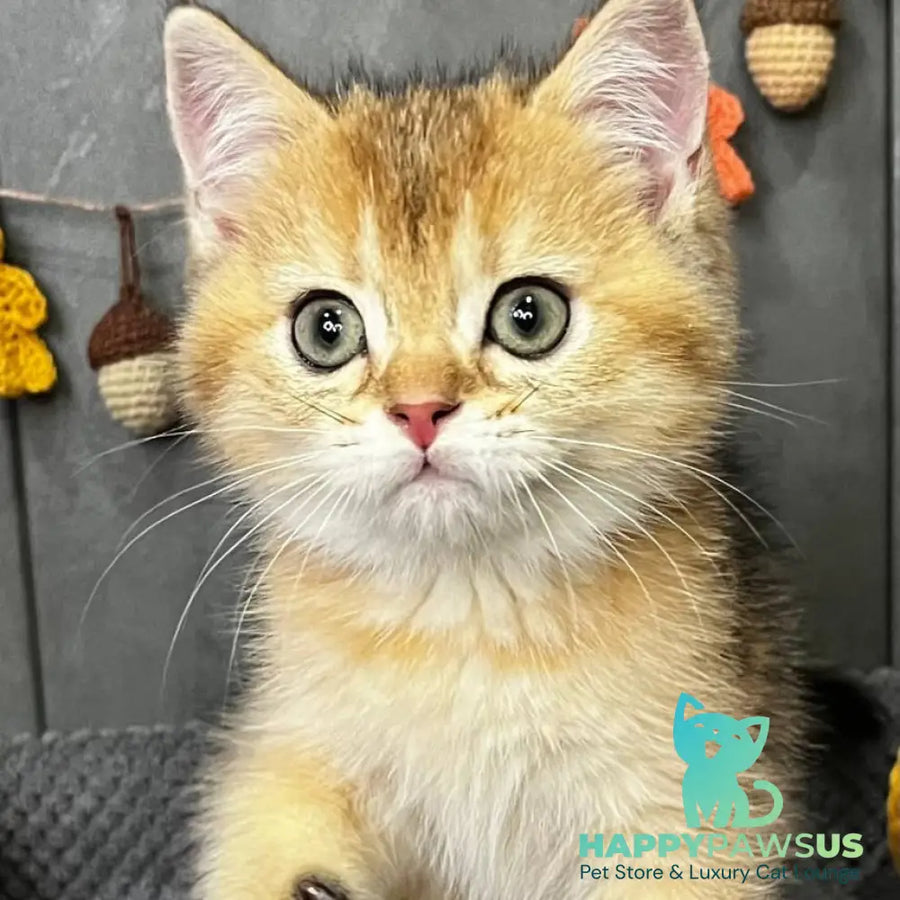 Quill Scottish Straight male black golden ticked tabby - live animals