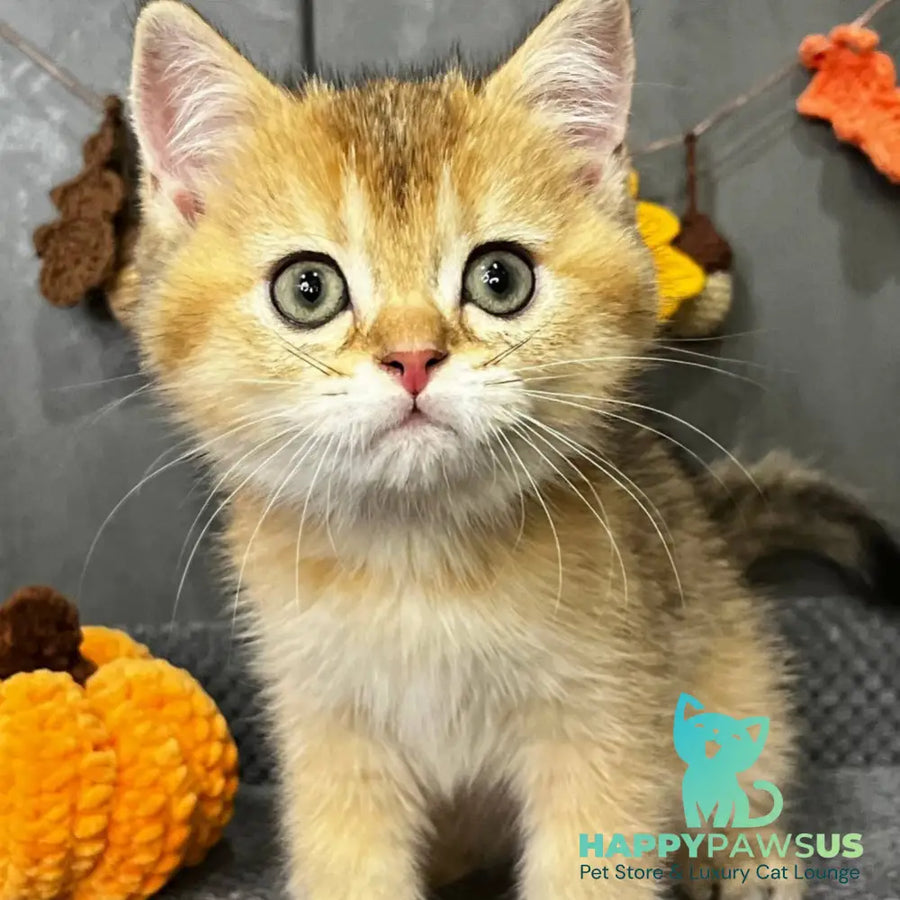Quill Scottish Straight male black golden ticked tabby - live animals