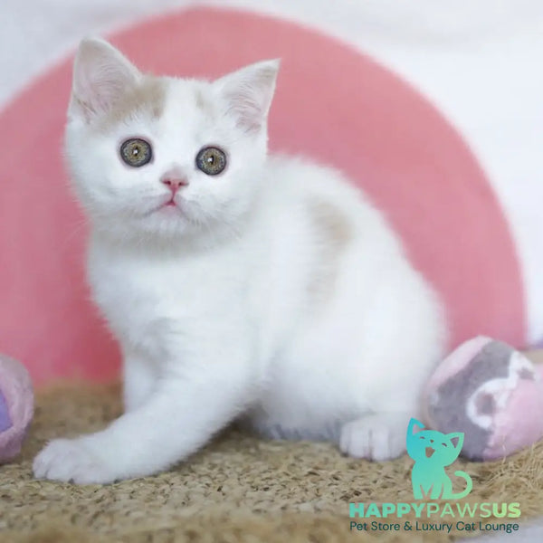 Quill Scottish Straight male cream tabby harlequin - live animals