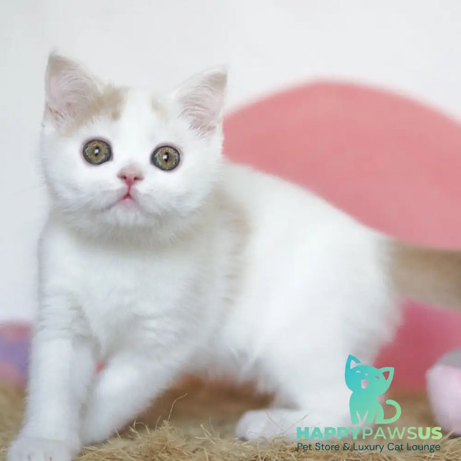 Quill Scottish Straight male cream tabby harlequin - live animals