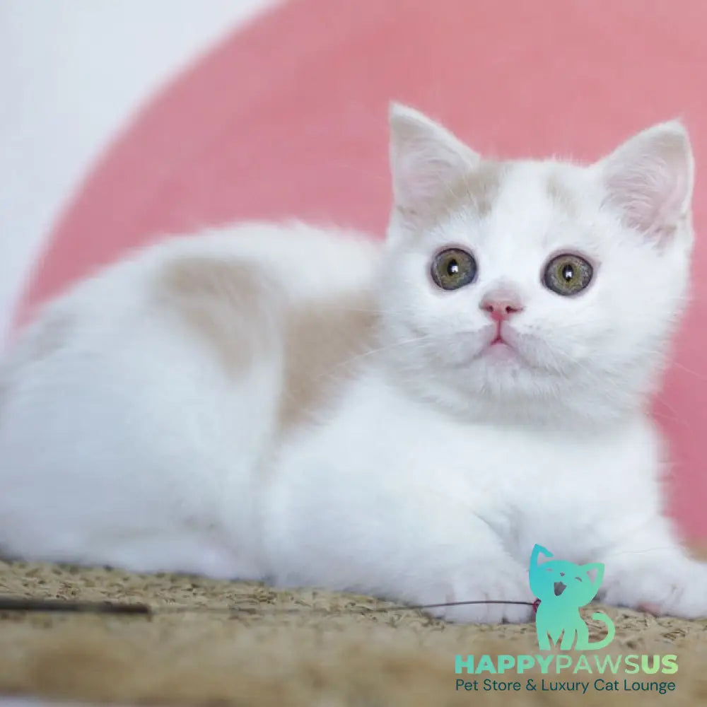 Quill Scottish Straight male cream tabby harlequin - live animals