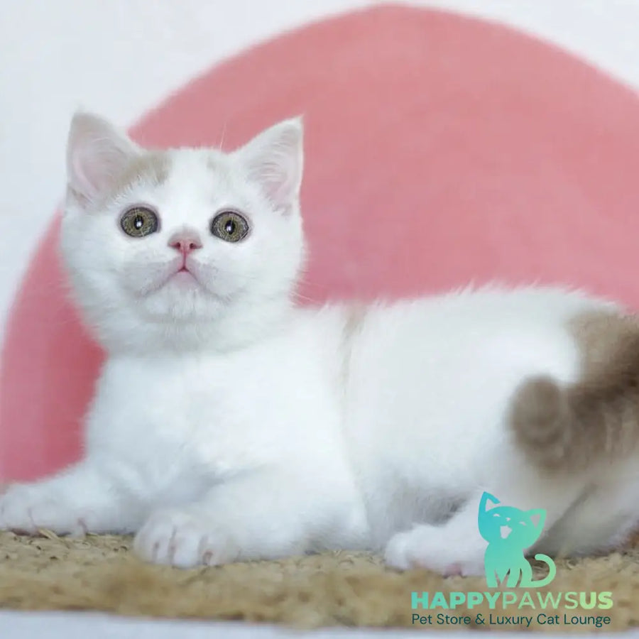 Quill Scottish Straight male cream tabby harlequin - live animals