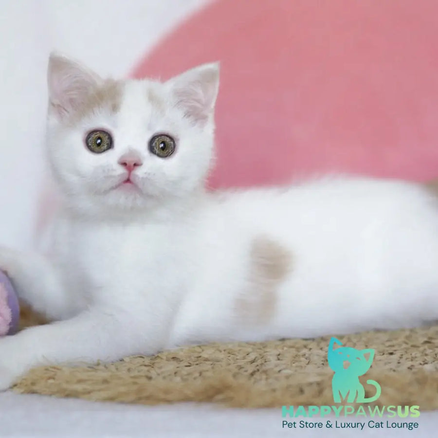 Quill Scottish Straight male cream tabby harlequin - live animals