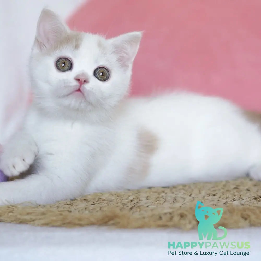 Quill Scottish Straight male cream tabby harlequin - live animals