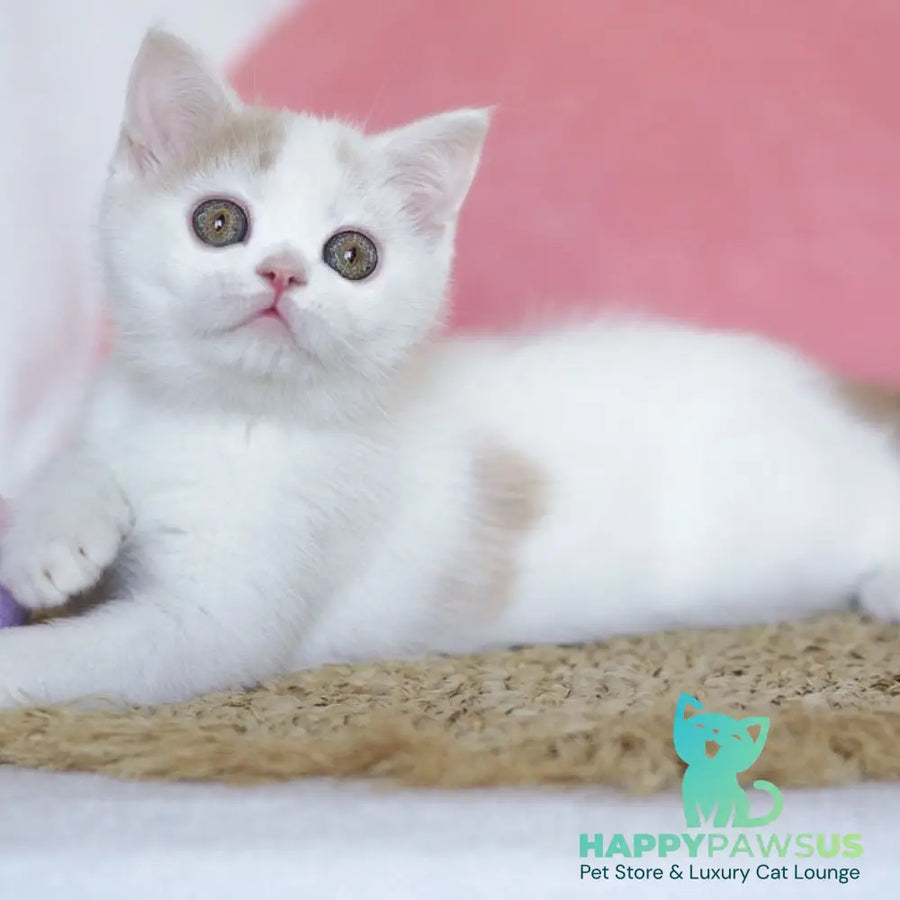 Quill Scottish Straight male cream tabby harlequin - live animals