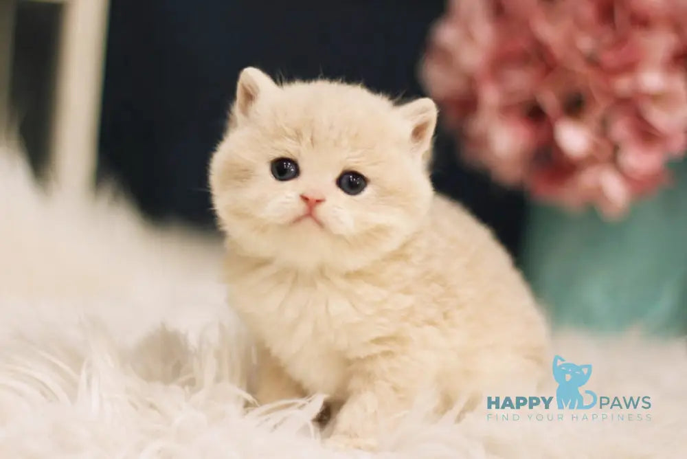 Quilla British Shorthair female blue golden chinchilla live animals