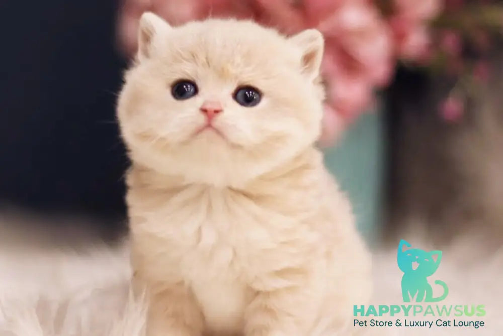 Quilla British Shorthair female blue golden chinchilla live animals