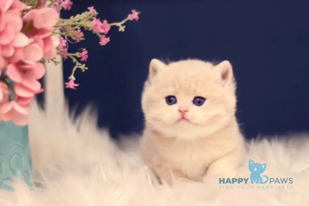 Quilla British Shorthair female blue golden chinchilla live animals