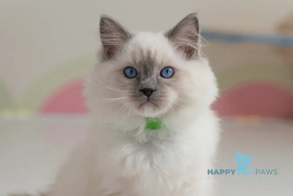 Quillan Ragdoll male blue mitted live animals