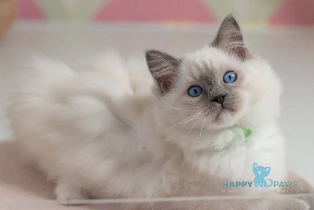 Quillan Ragdoll male blue mitted live animals