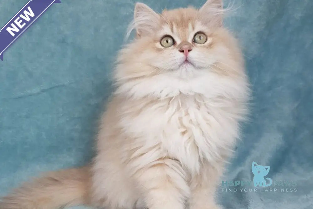 Quillie British Longhair male lilac golden chinchilla live animals