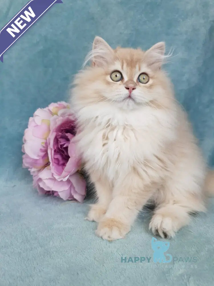 Quillie British Longhair male lilac golden chinchilla live animals