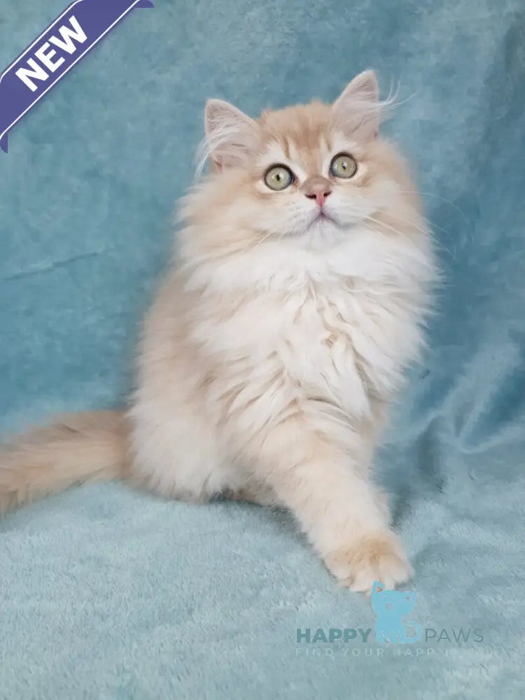 Quillie British Longhair male lilac golden chinchilla live animals