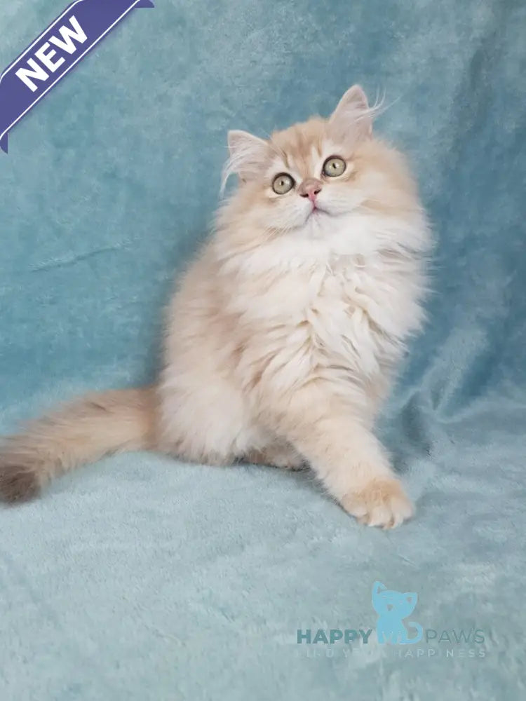 Quillie British Longhair male lilac golden chinchilla live animals