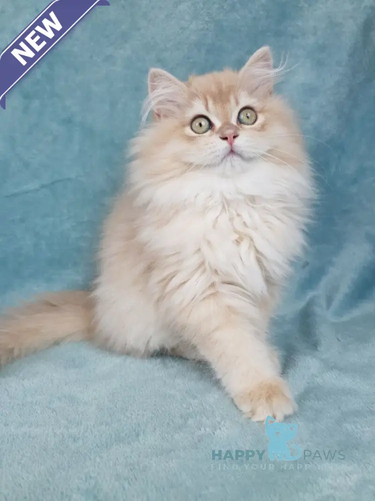 Quillie British Longhair male lilac golden chinchilla live animals
