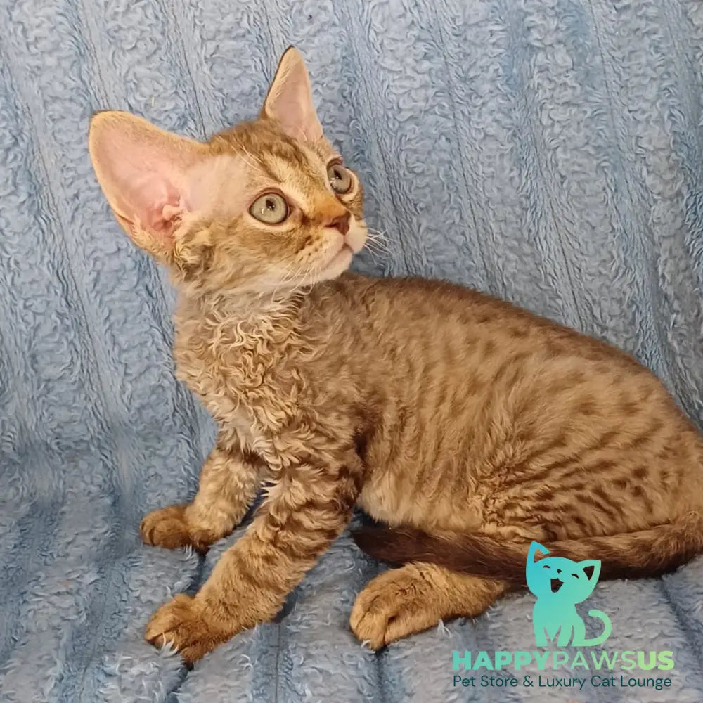 Quillon Devon Rex male chocolate spotted tabby - live animals