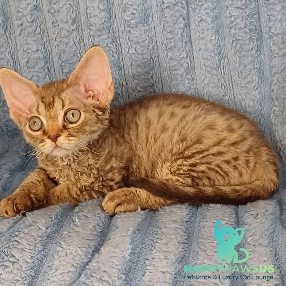 Quillon Devon Rex male chocolate spotted tabby - live animals