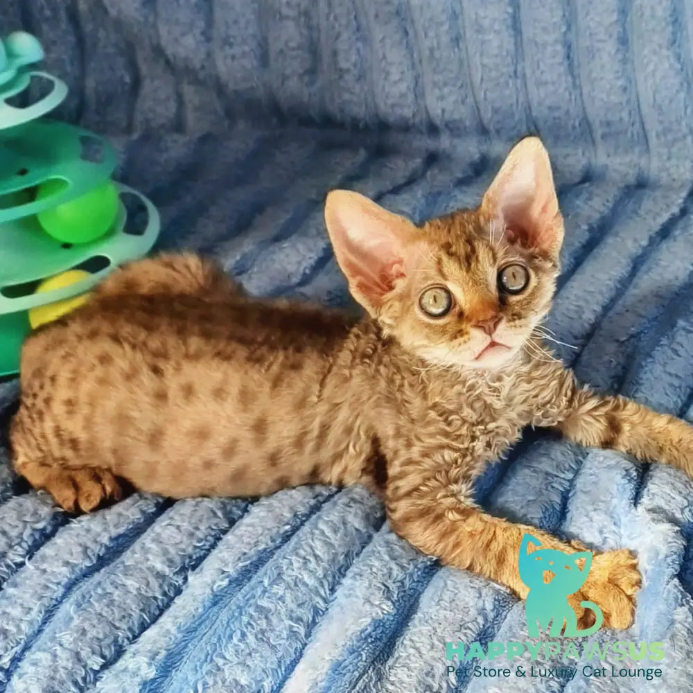 Quillon Devon Rex male chocolate spotted tabby - live animals