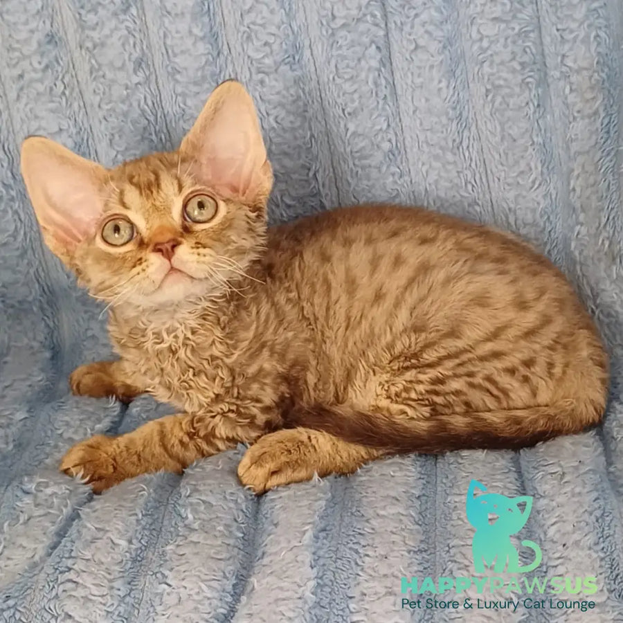 Quillon Devon Rex male chocolate spotted tabby - live animals