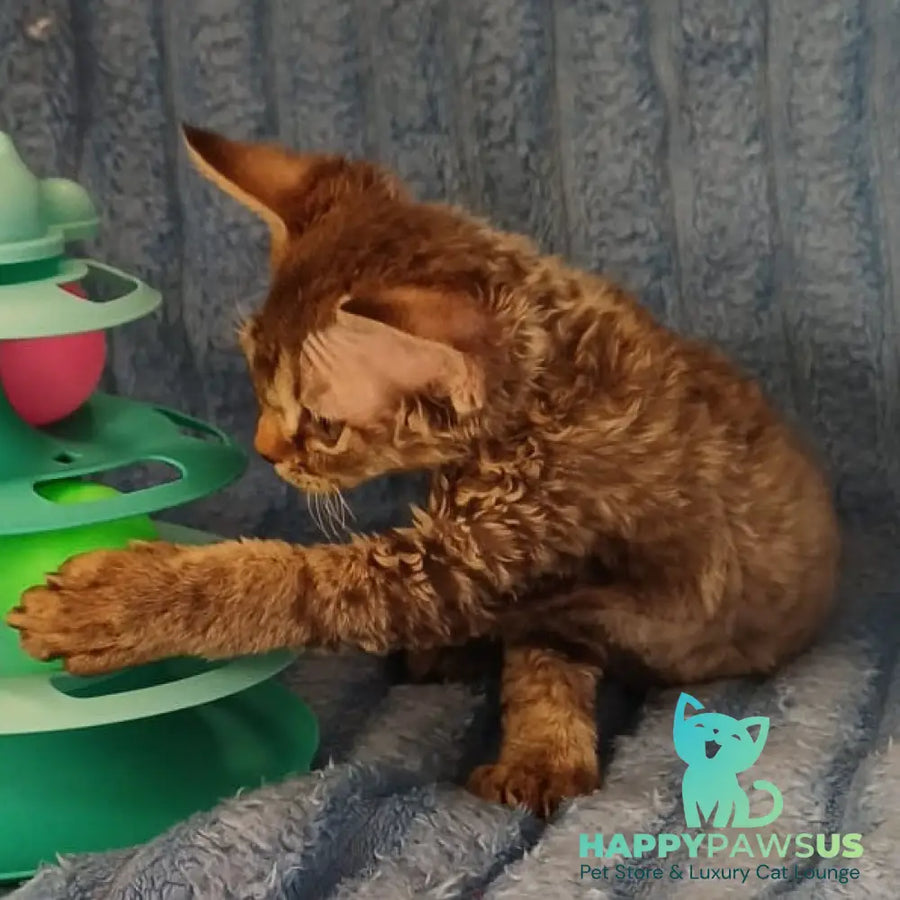 Quillon Devon Rex male chocolate spotted tabby - live animals