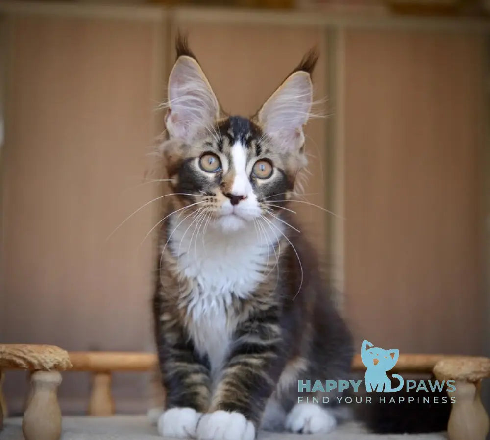 Quillon Maine Coon male black with white ticked tabby live animals