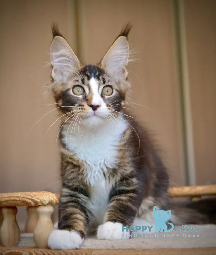 Quillon Maine Coon male black with white ticked tabby live animals