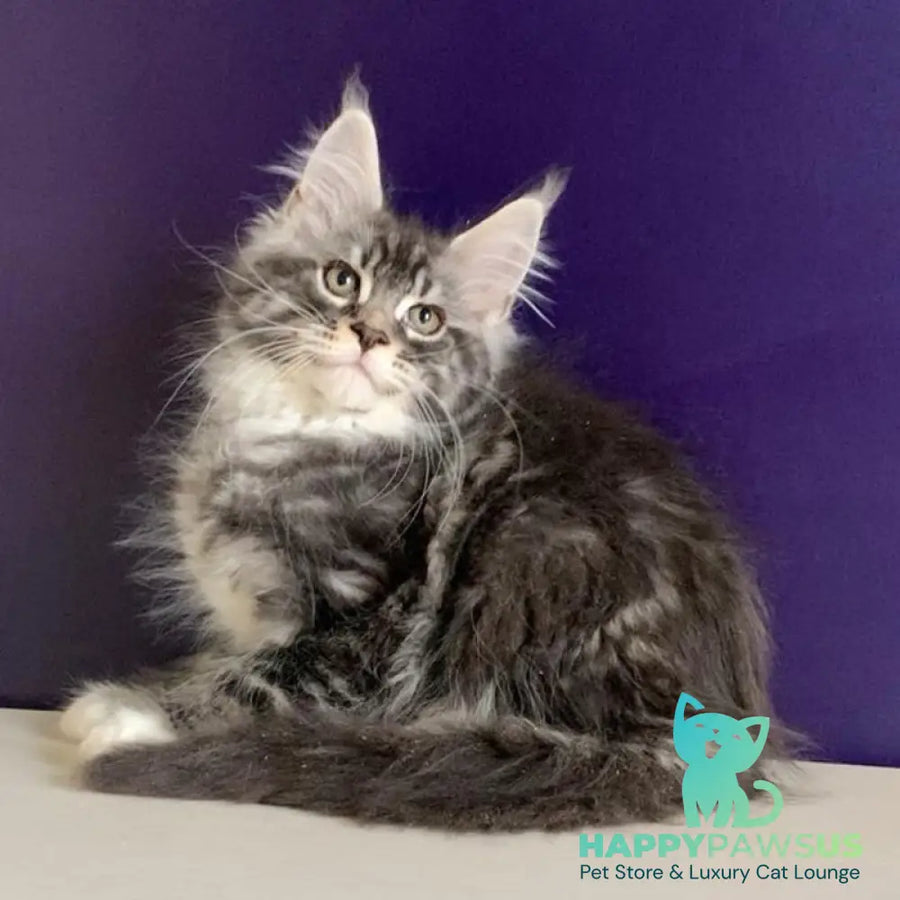 Quim Maine Coon male black silver tabby with white - live animals