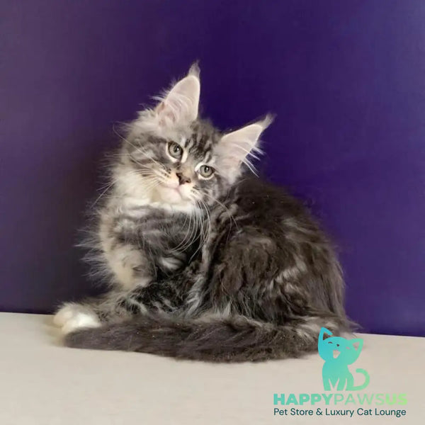 Quim Maine Coon male black silver tabby with white - live animals