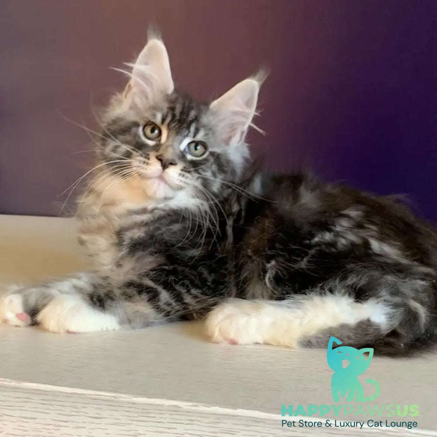 Quim Maine Coon male black silver tabby with white - live animals