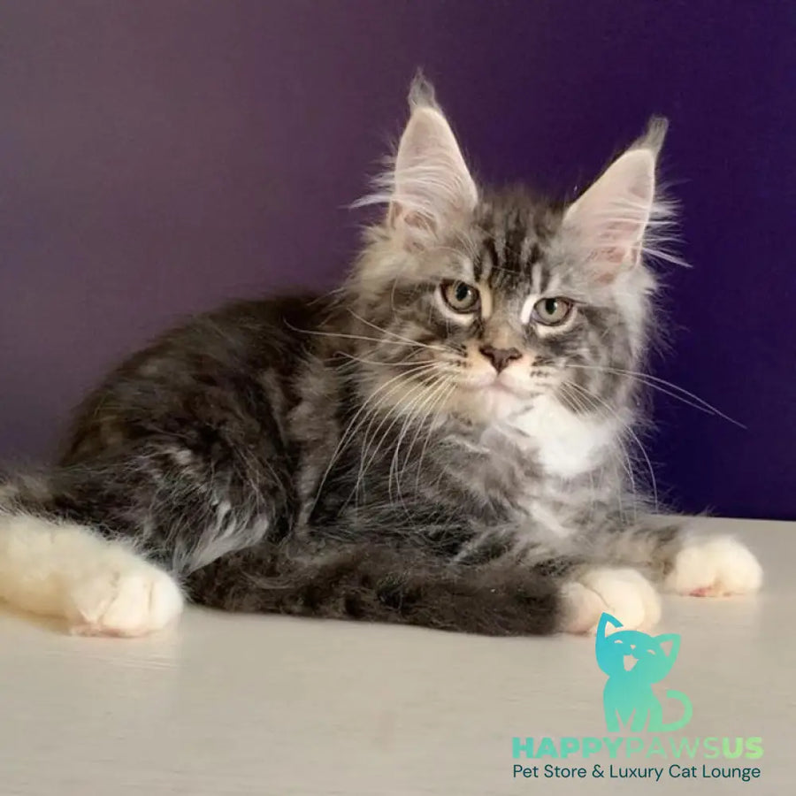 Quim Maine Coon male black silver tabby with white - live animals