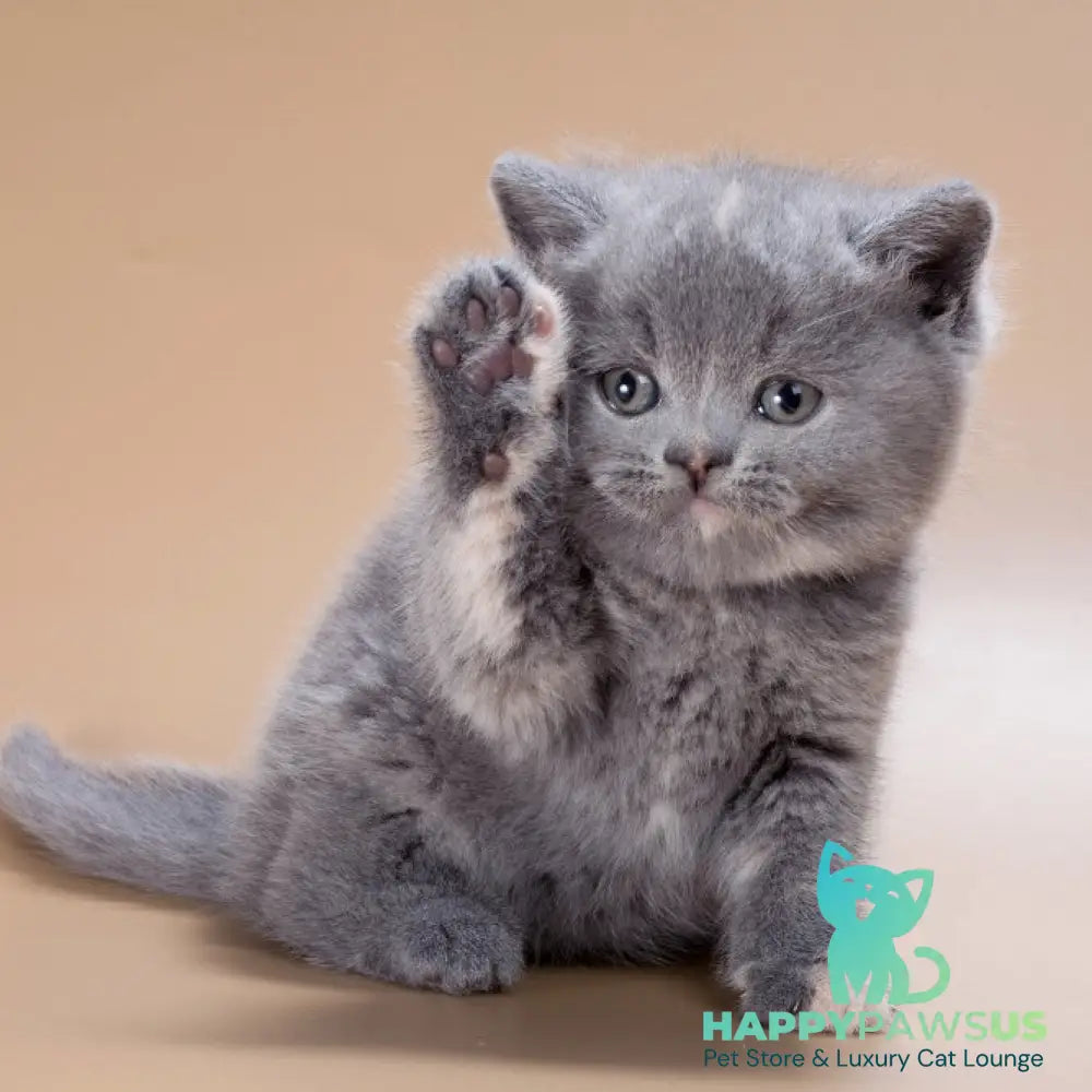 Quimby British Shorthair female blue tortie - live animals