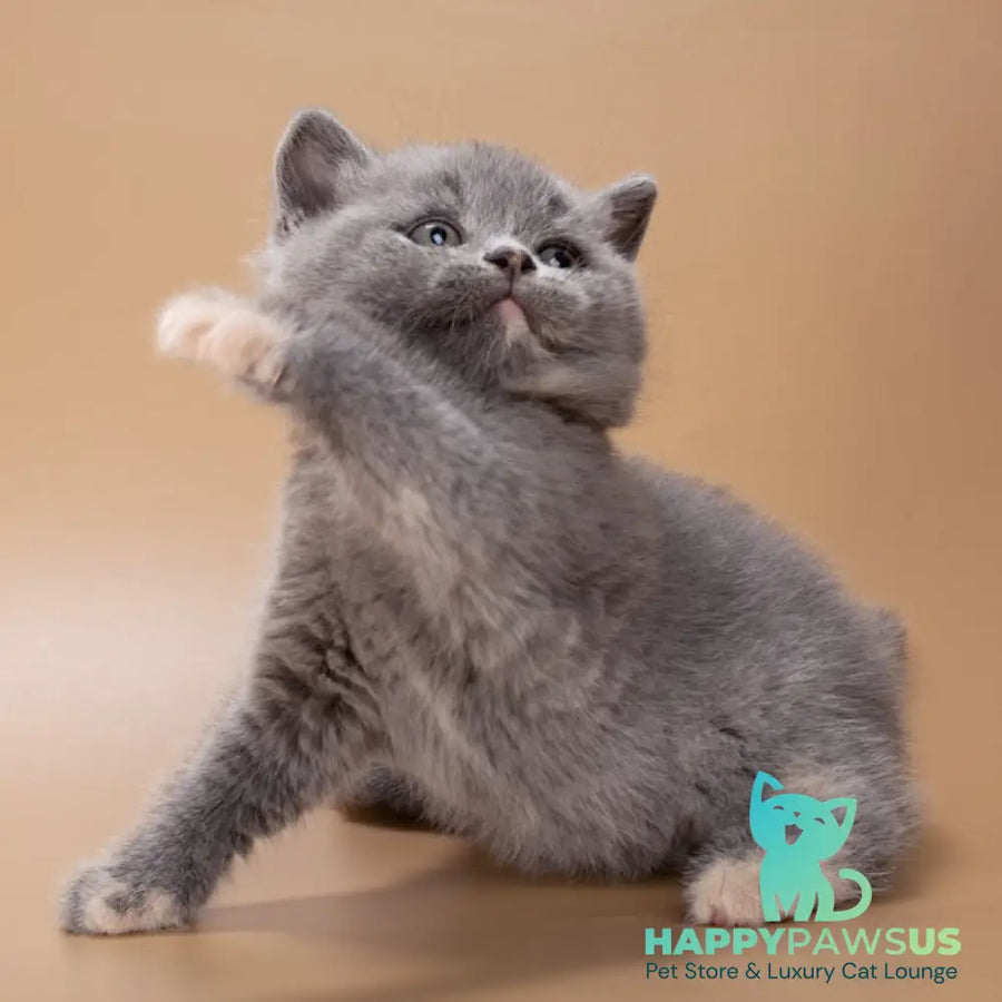Quimby British Shorthair female blue tortie - live animals