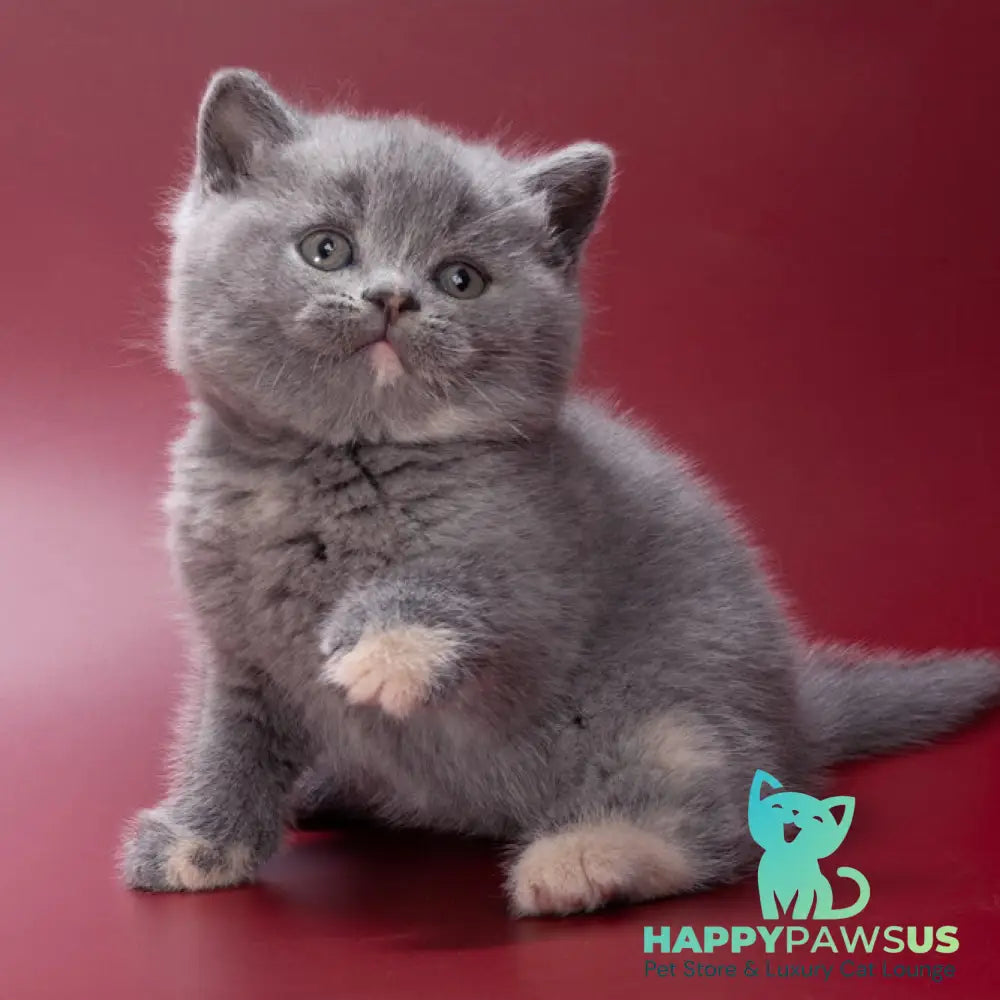 Quimby British Shorthair female blue tortie - live animals