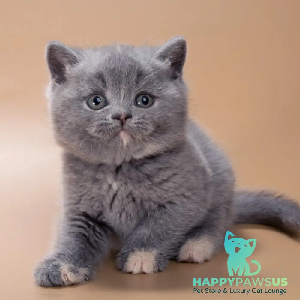 Quimby British Shorthair female blue tortie - live animals