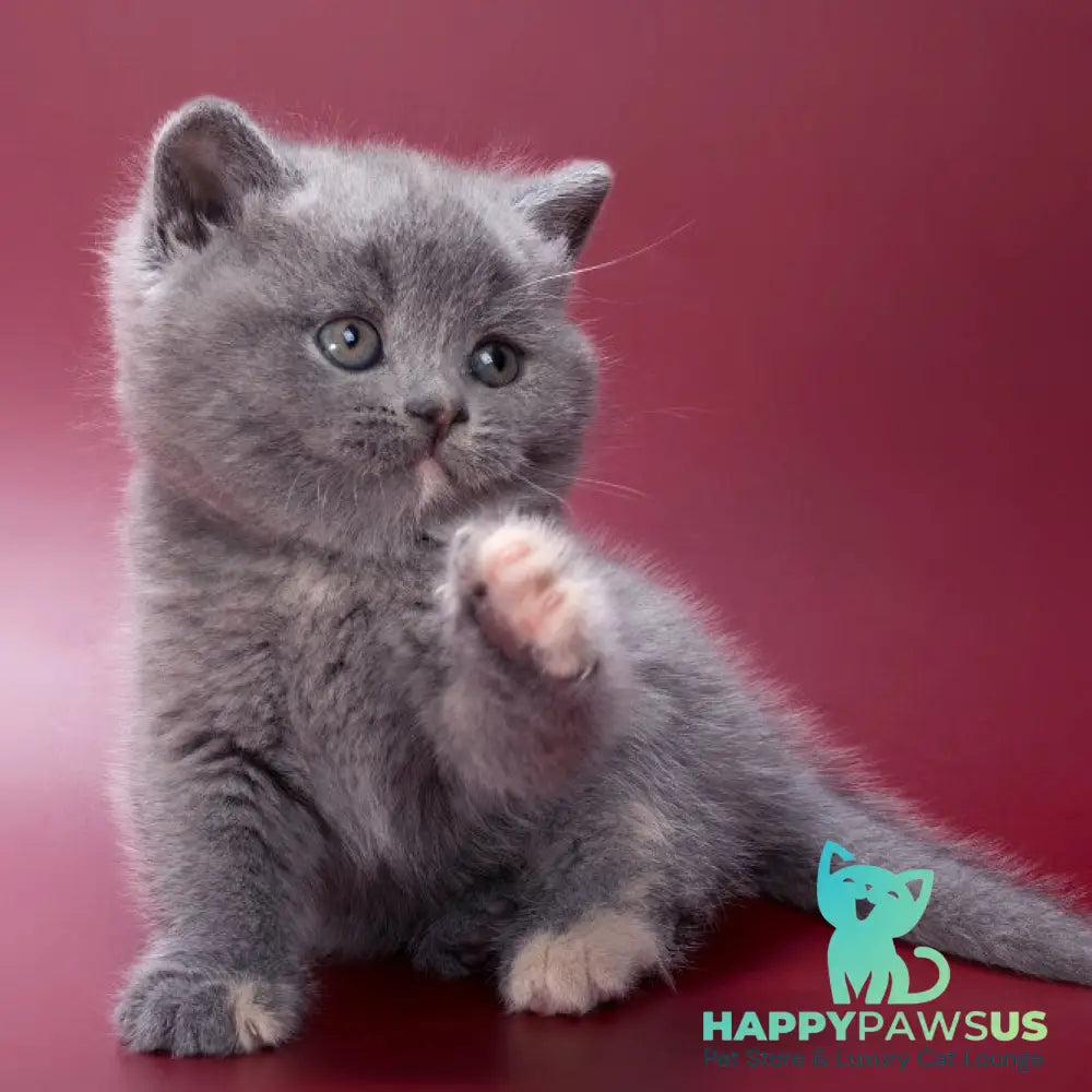 Quimby British Shorthair female blue tortie - live animals