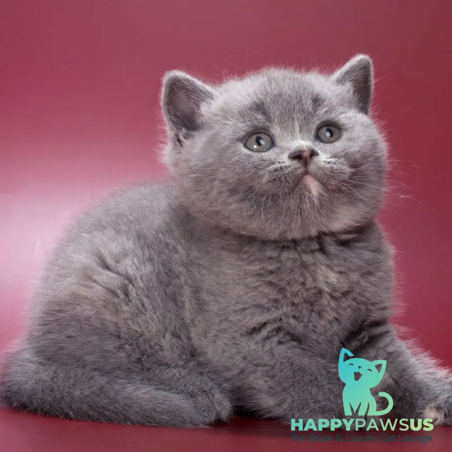 Quimby British Shorthair female blue tortie - live animals
