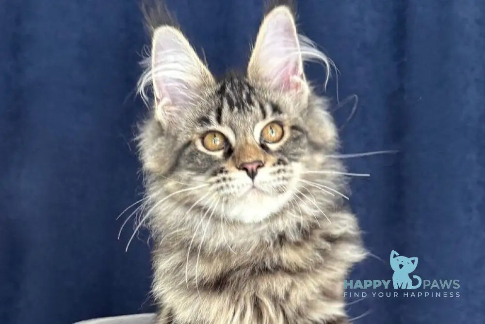 Quimmby Maine Coon female black ticked tabby live animals