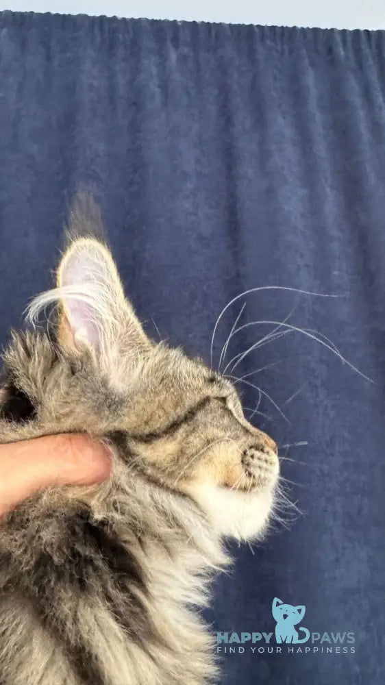 Quimmby Maine Coon female black ticked tabby live animals