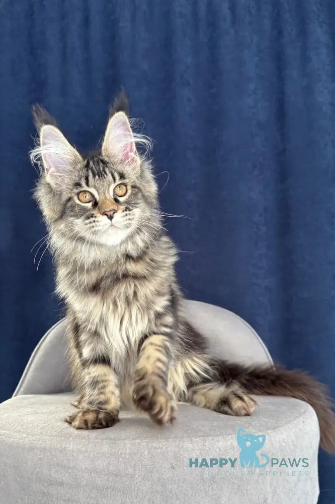 Quimmby Maine Coon female black ticked tabby live animals