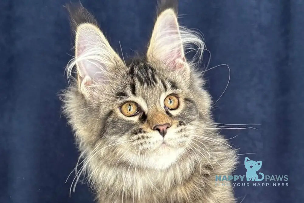 Quimmby Maine Coon female black ticked tabby live animals