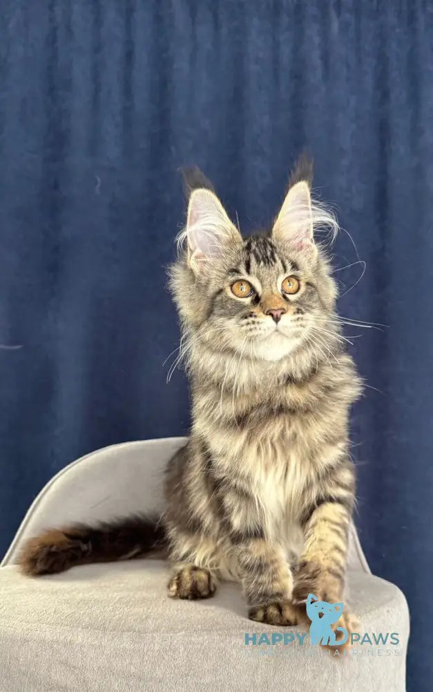 Quimmby Maine Coon female black ticked tabby live animals