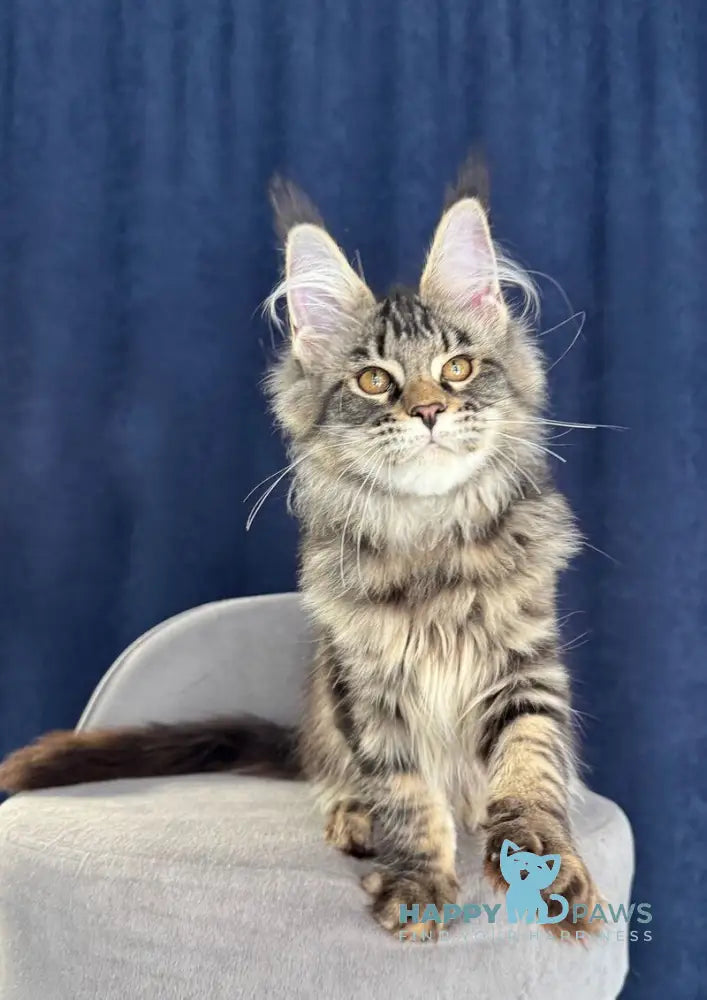 Quimmby Maine Coon female black ticked tabby live animals