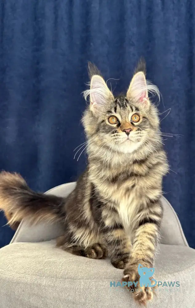 Quimmby Maine Coon female black ticked tabby live animals