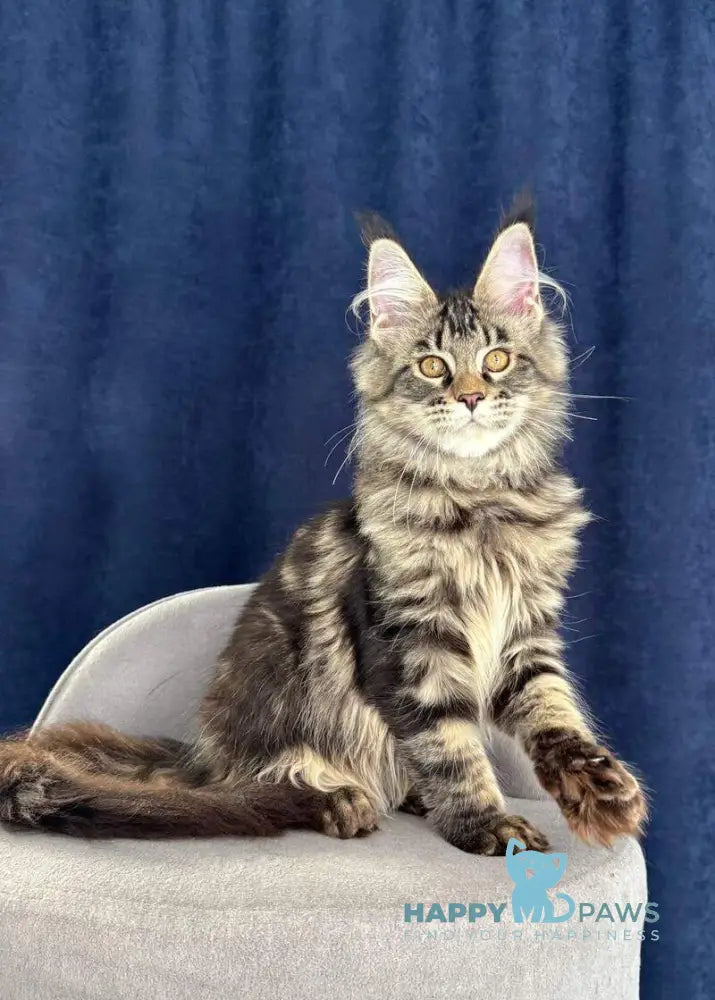 Quimmby Maine Coon female black ticked tabby live animals