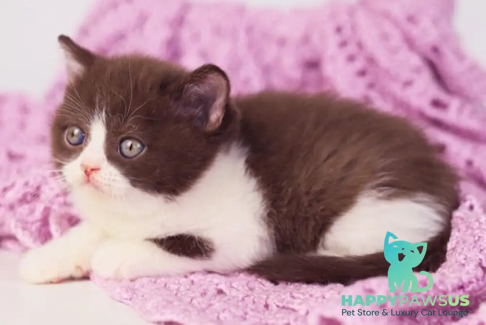 Quin British Shorthair male chocolate bicolour - live animals
