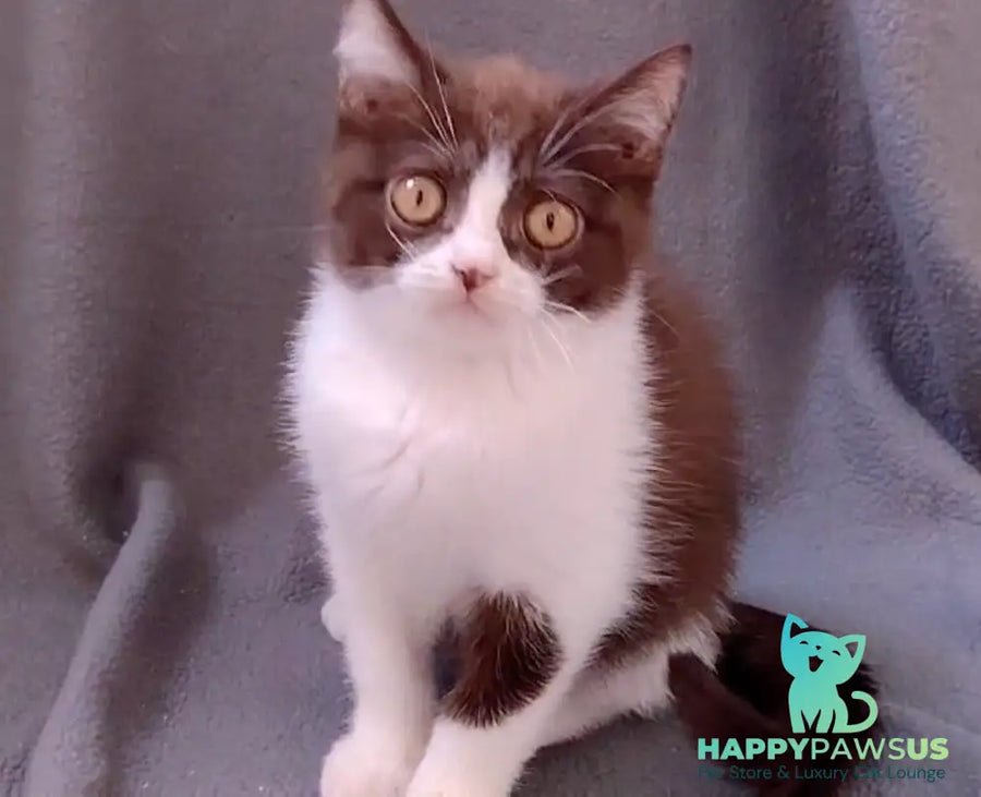 Quin British Shorthair male chocolate bicolour - live animals