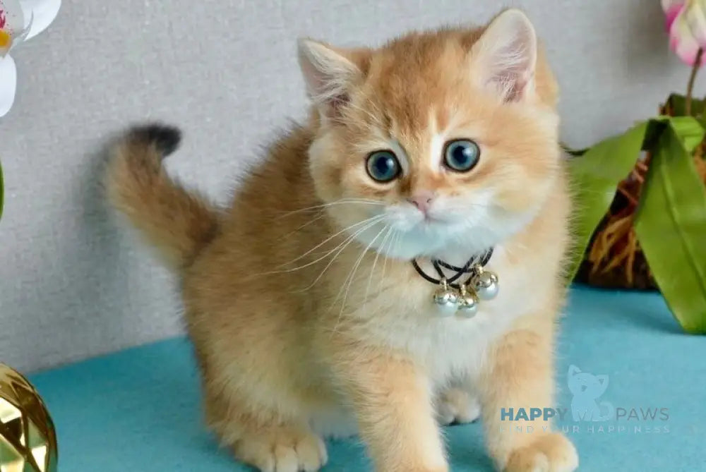 Quina British Shorthair female black golden shaded - live animals