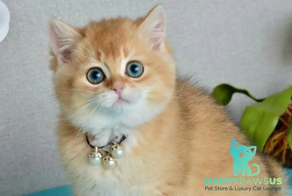 Quina British Shorthair female black golden shaded - live animals